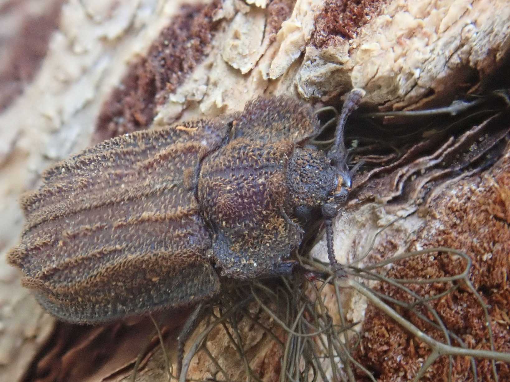 Calitys scabra
