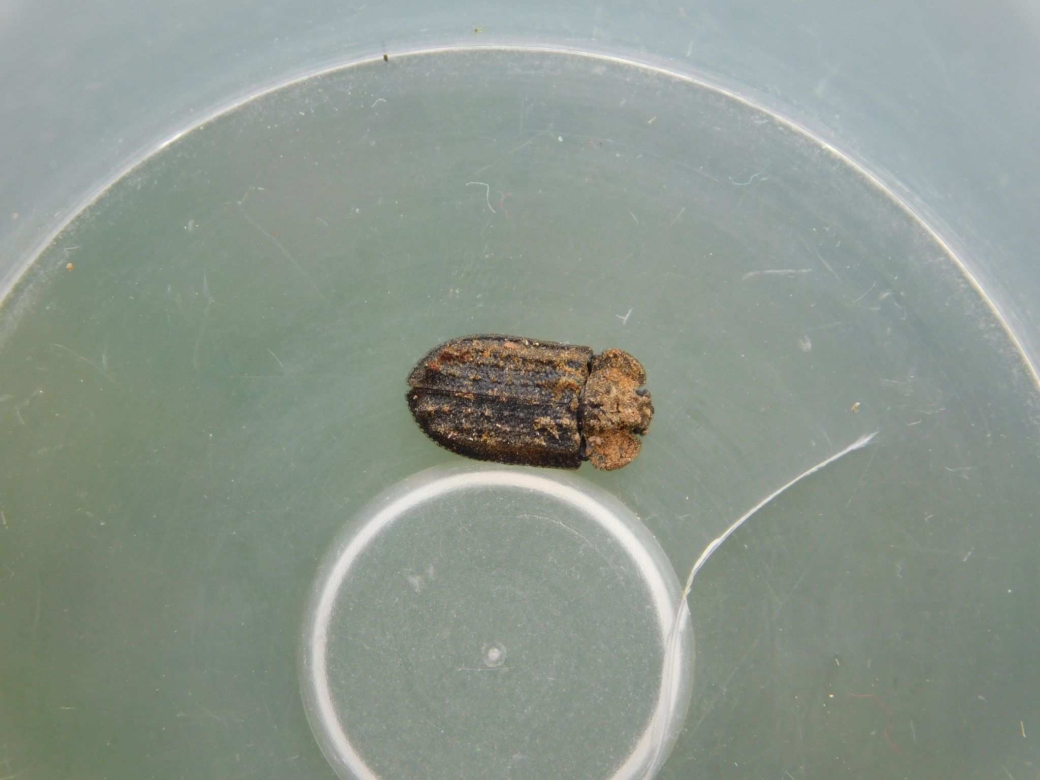 Calitys scabra