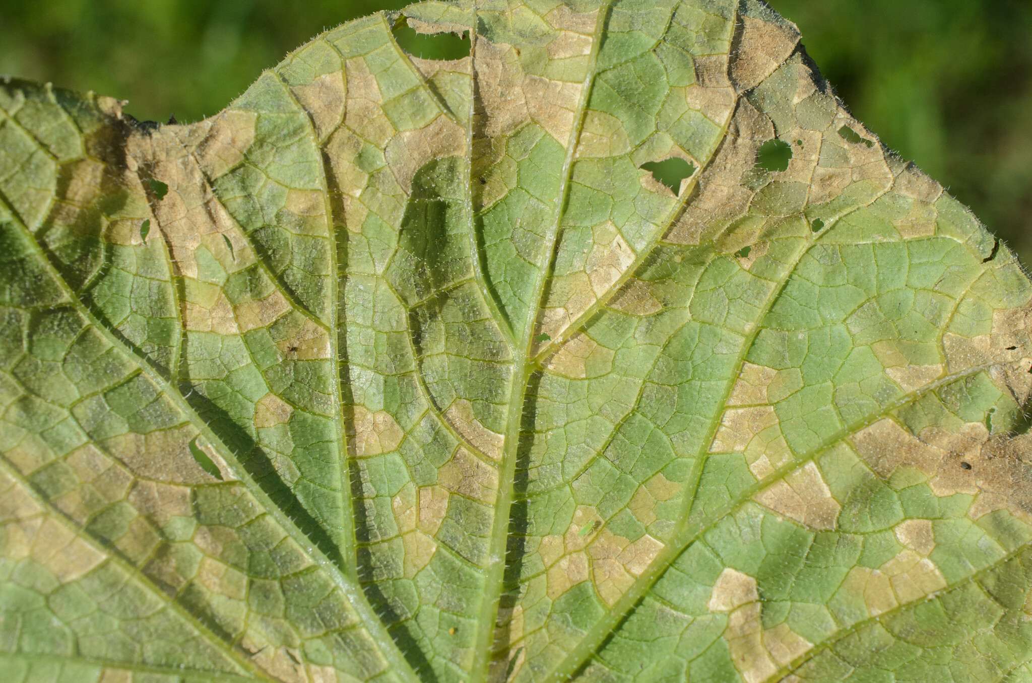 Pseudoperonospora cubensis