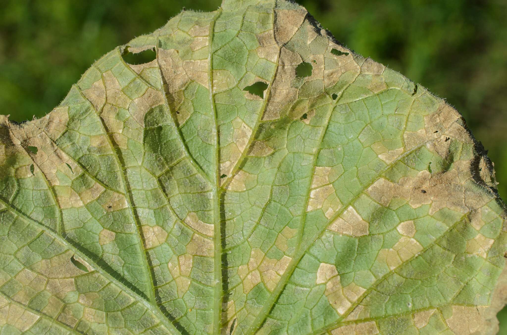Pseudoperonospora cubensis
