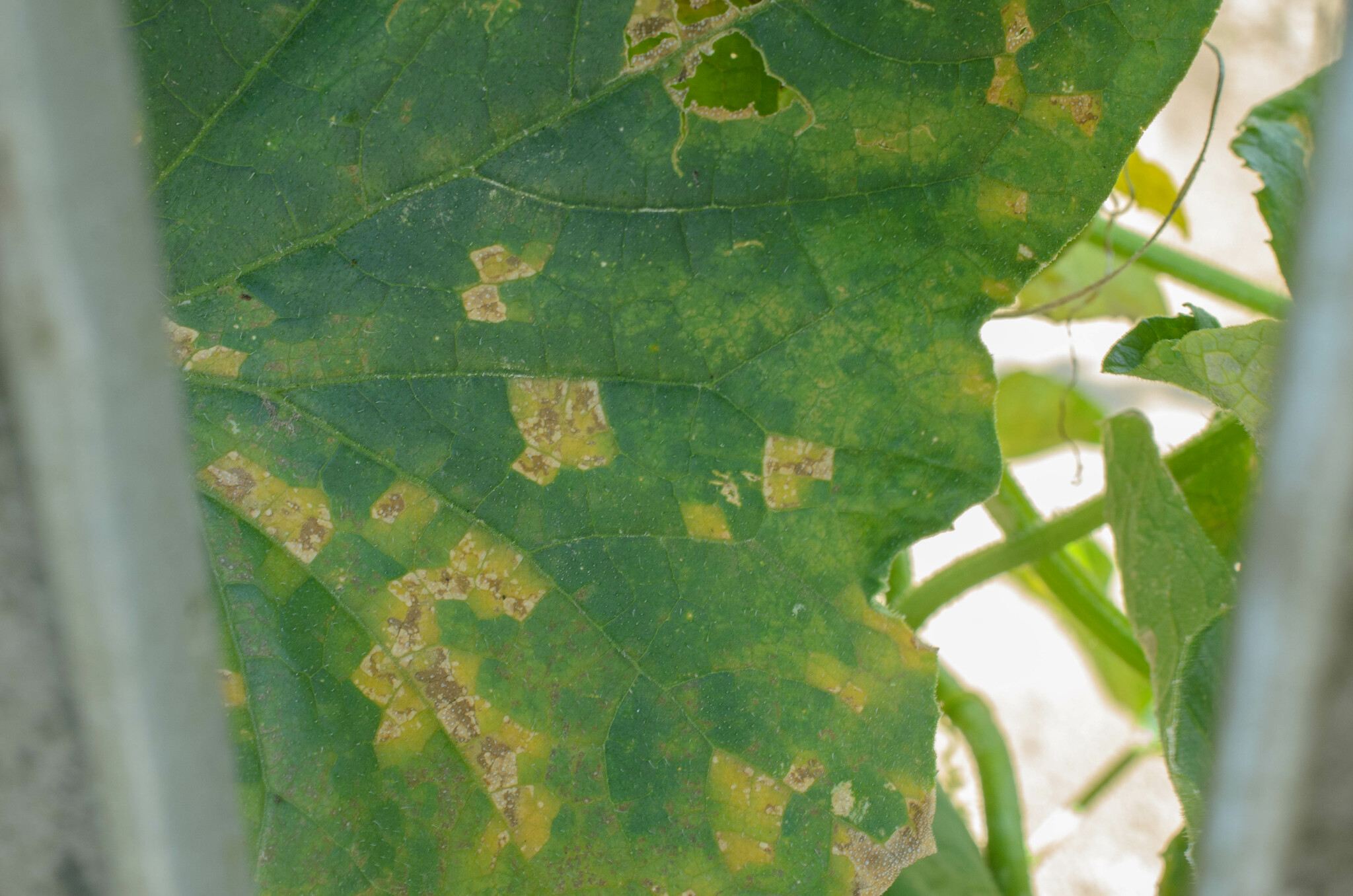 Pseudoperonospora cubensis