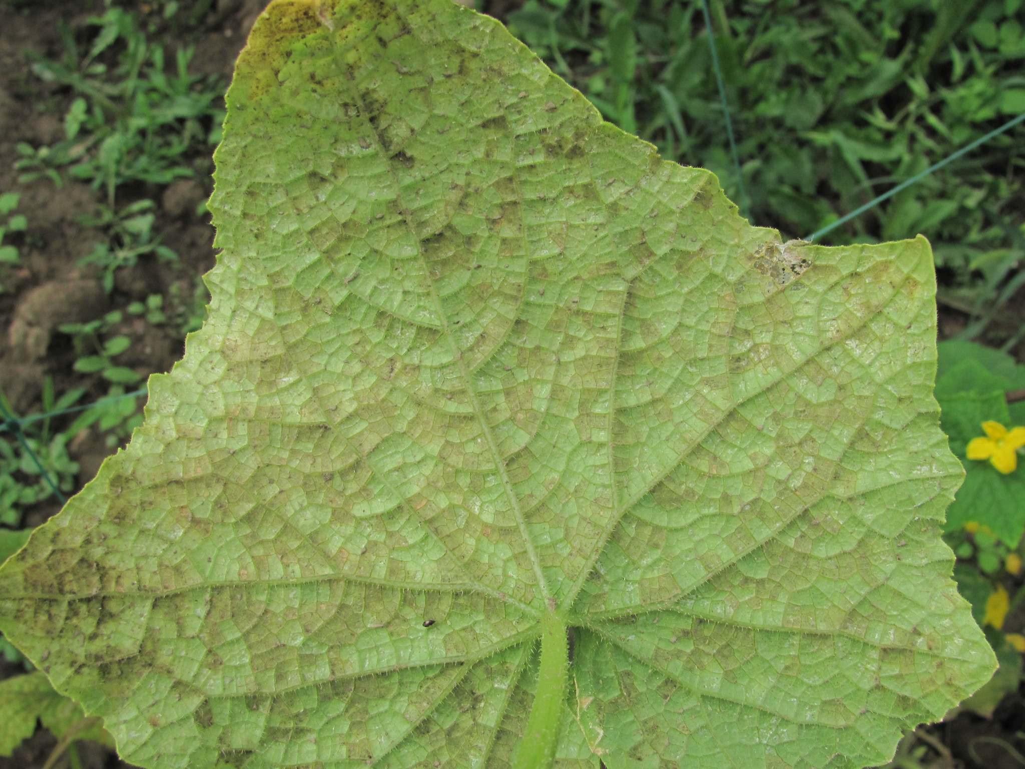 Pseudoperonospora cubensis