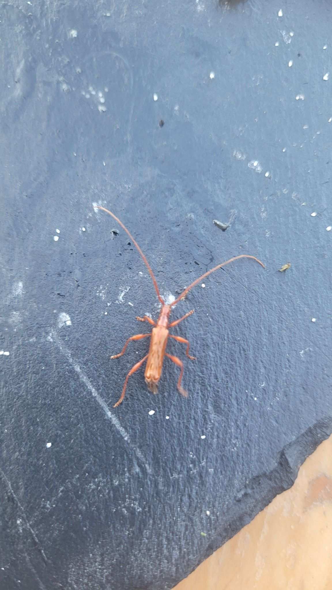 Chenoderus testaceus