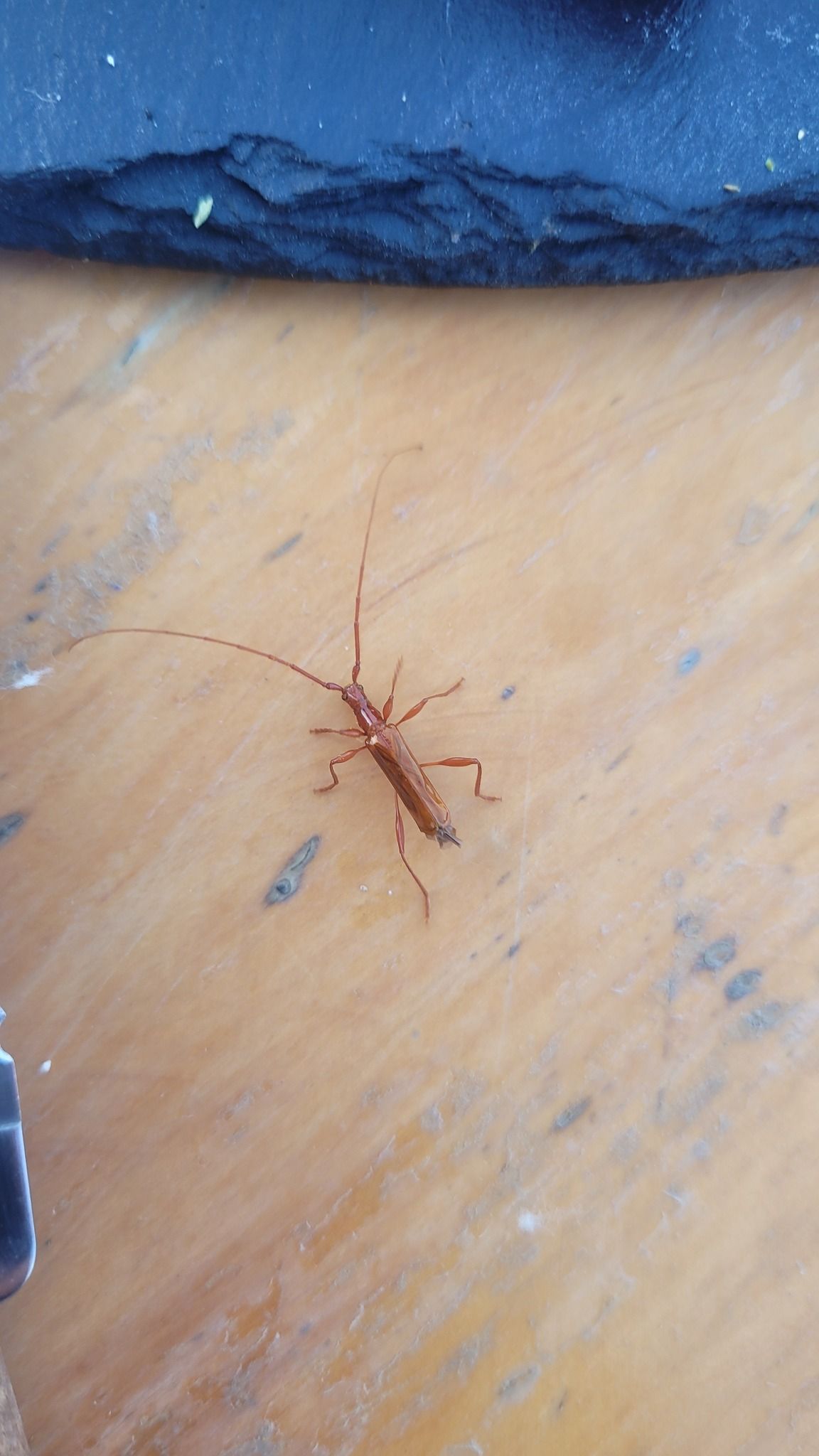 Chenoderus testaceus