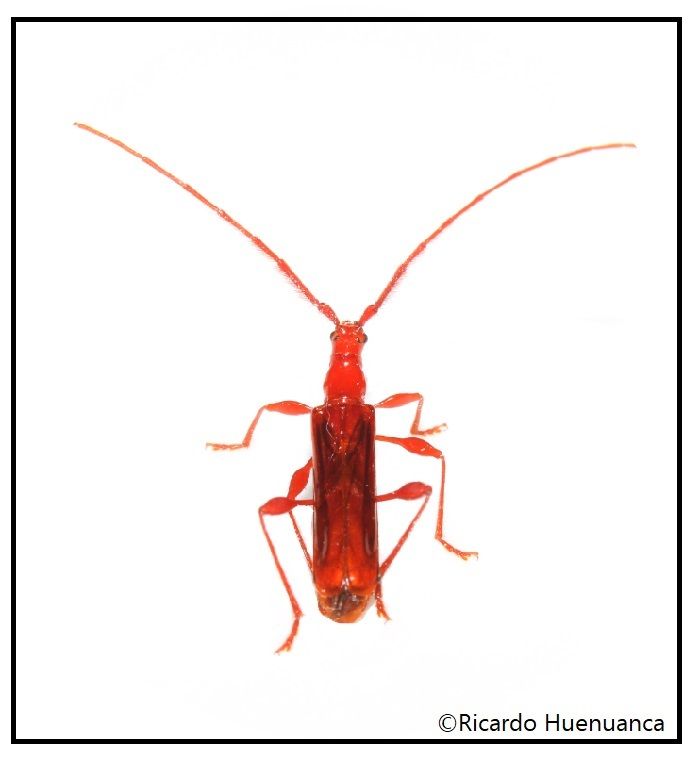 Chenoderus testaceus