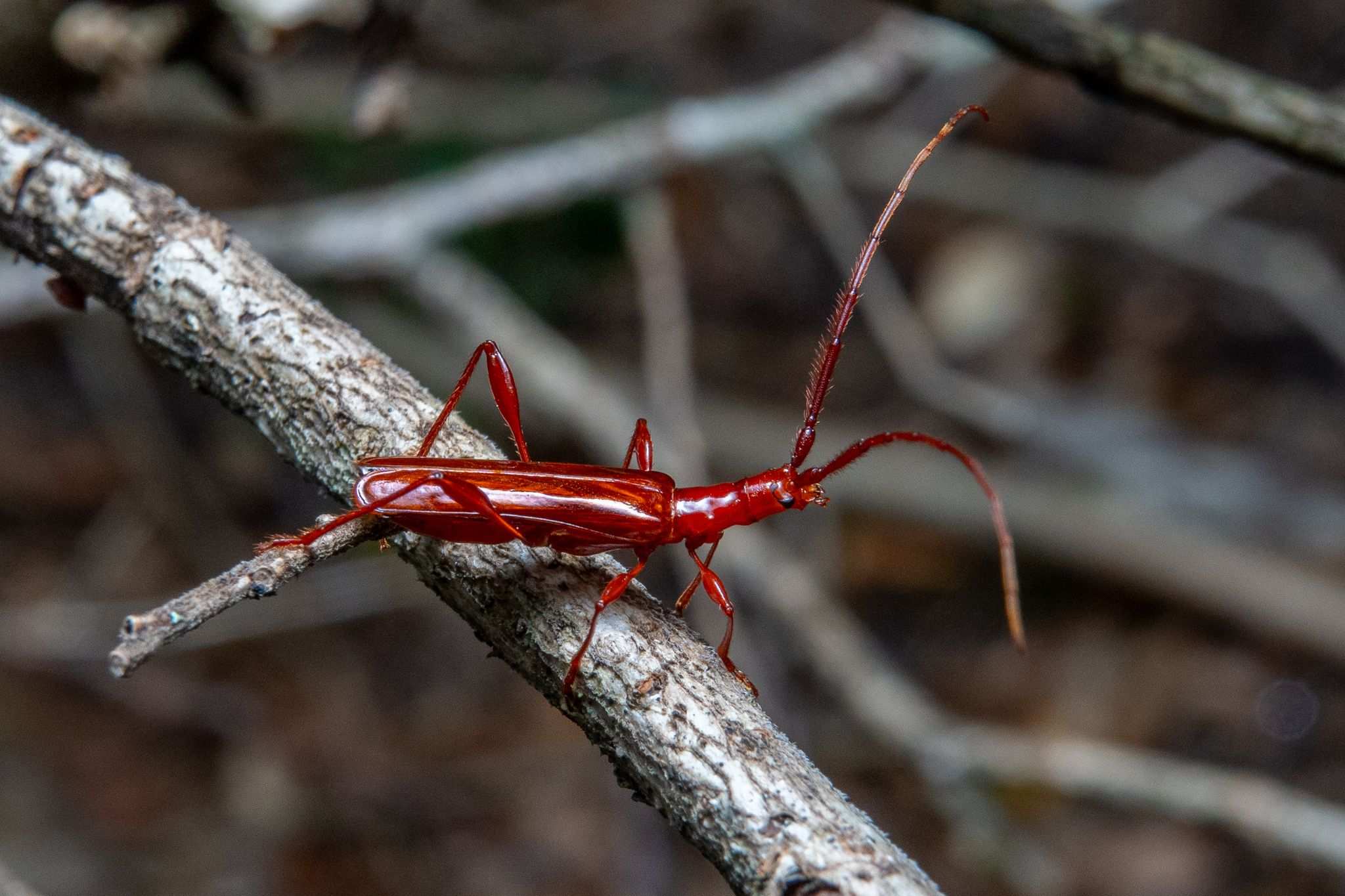 Chenoderus testaceus