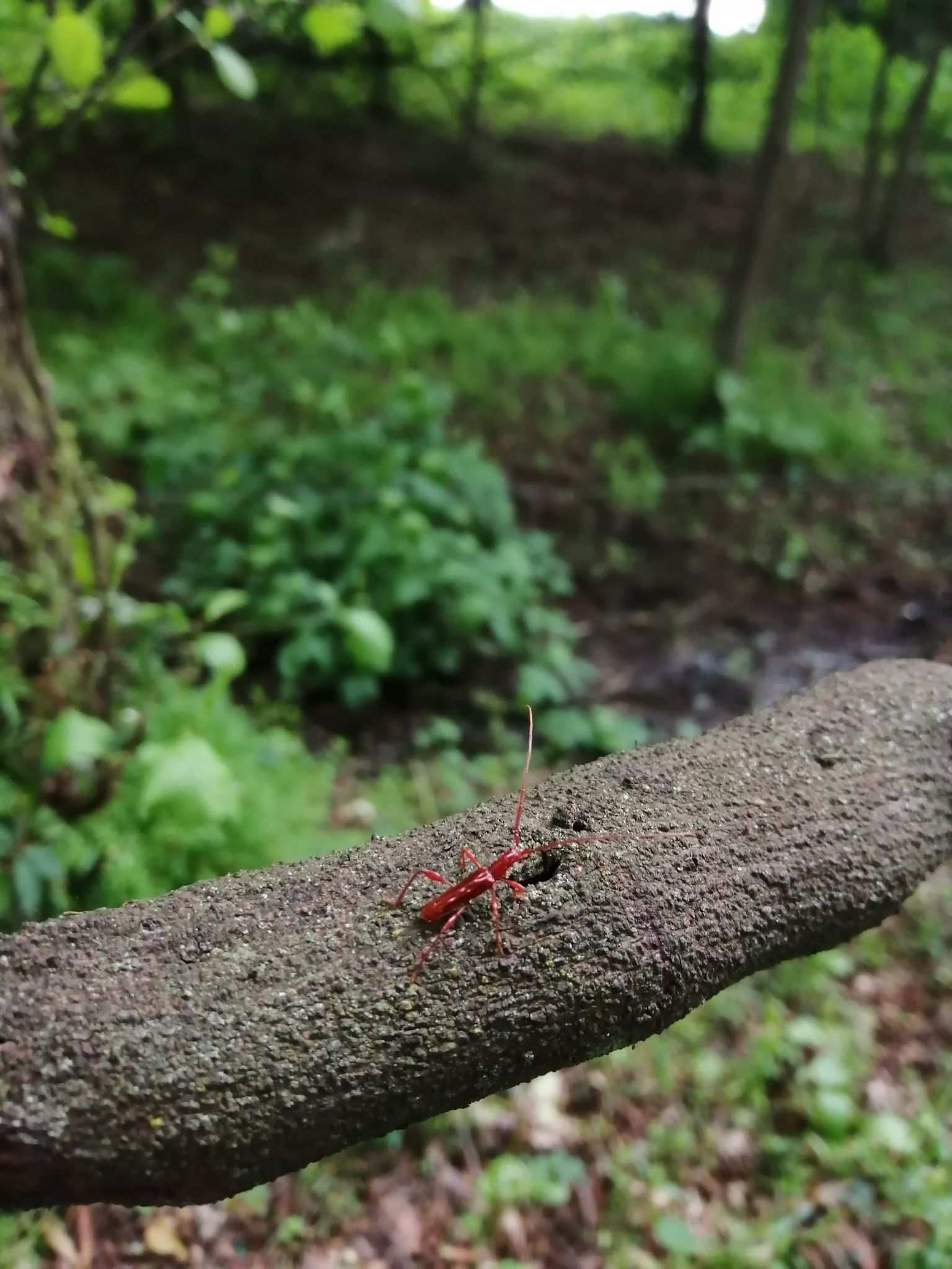 Chenoderus testaceus
