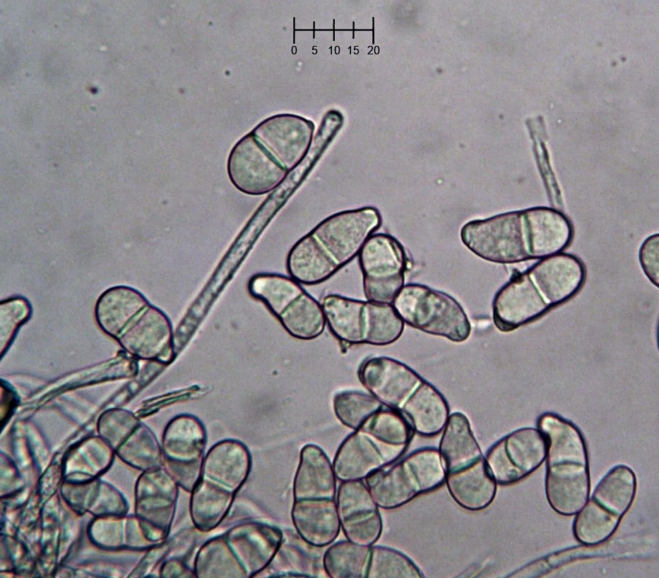 Trichothecium roseum