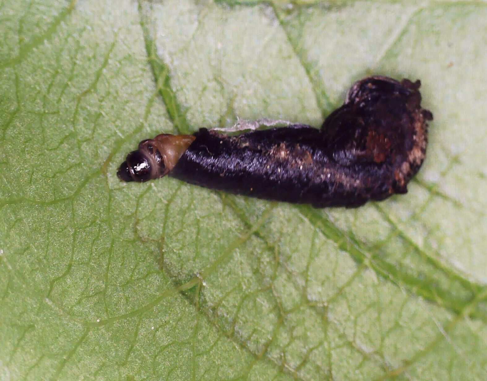 Coleophora sacramenta