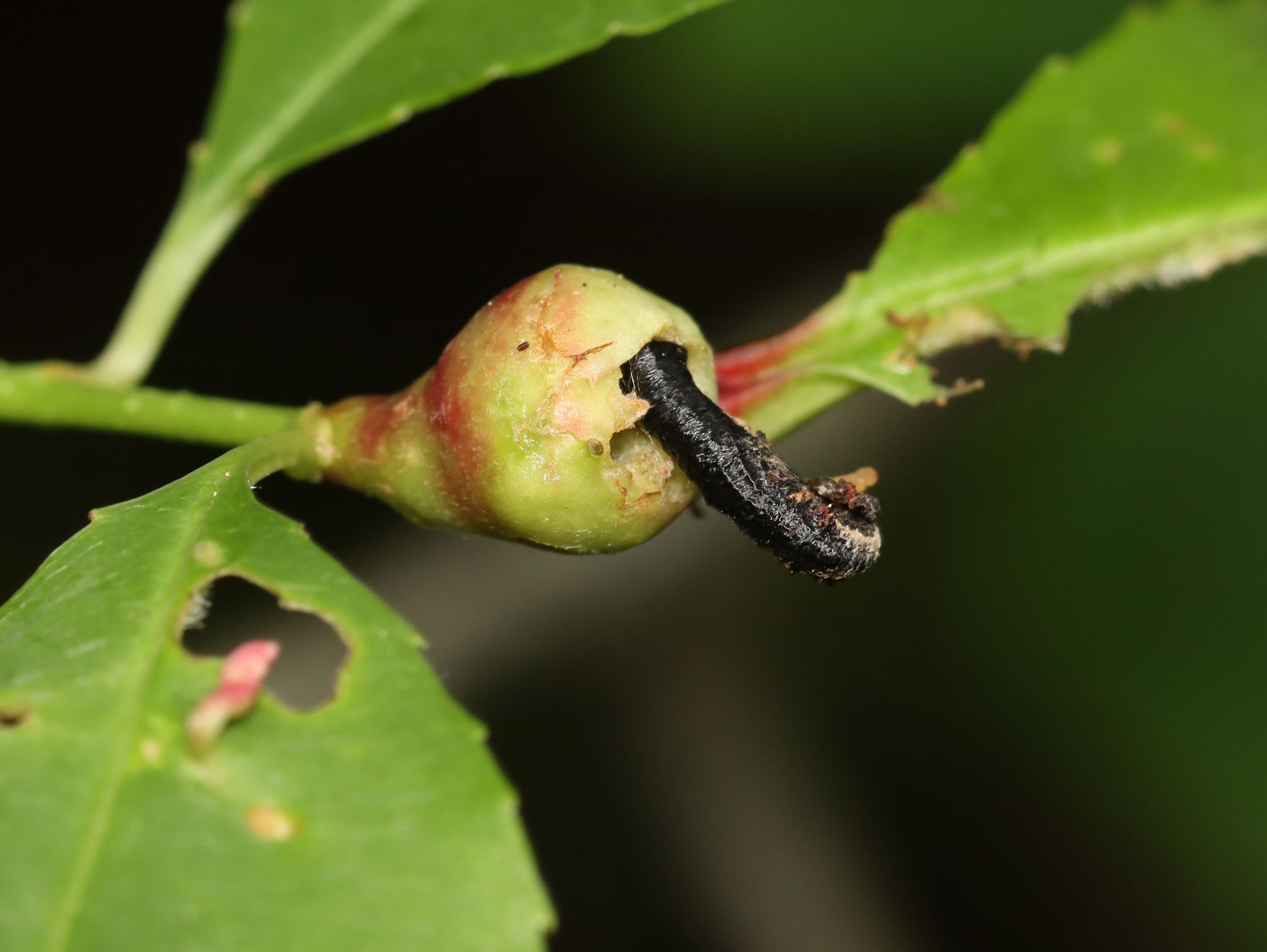 Coleophora sacramenta