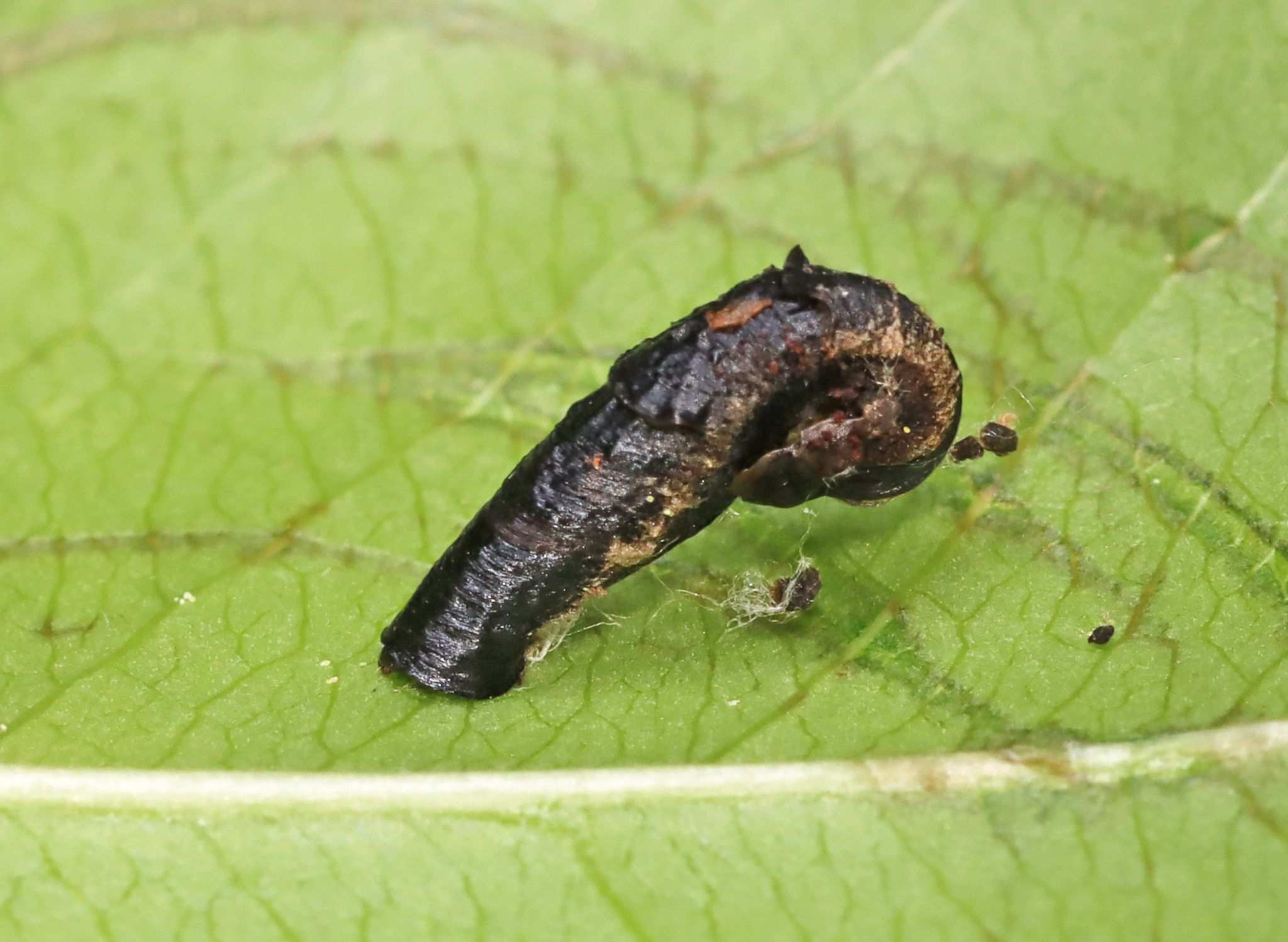 Coleophora sacramenta