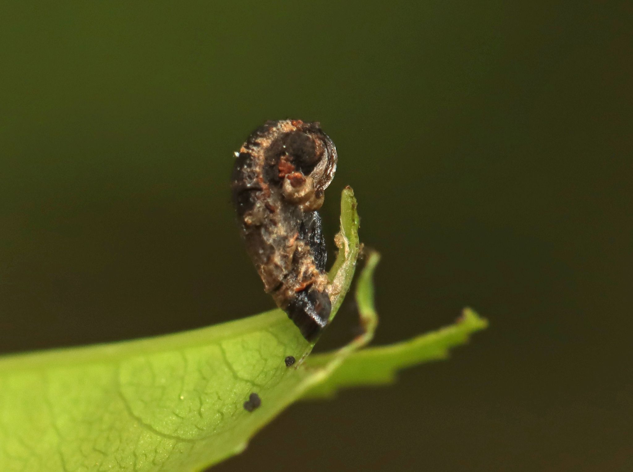 Coleophora sacramenta