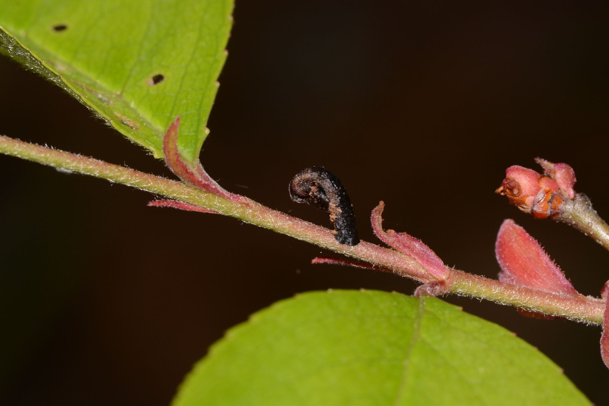 Coleophora sacramenta