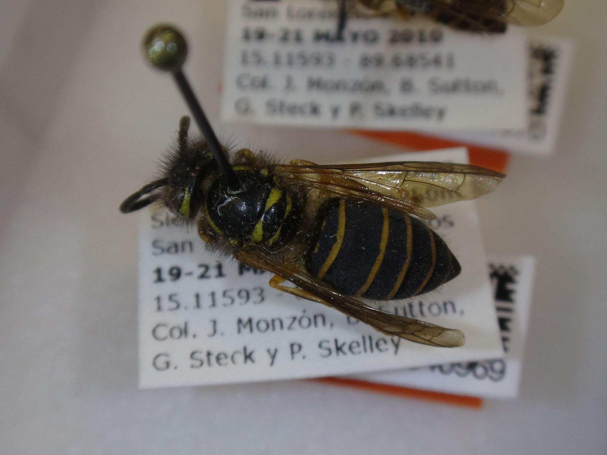 Vespula akrei