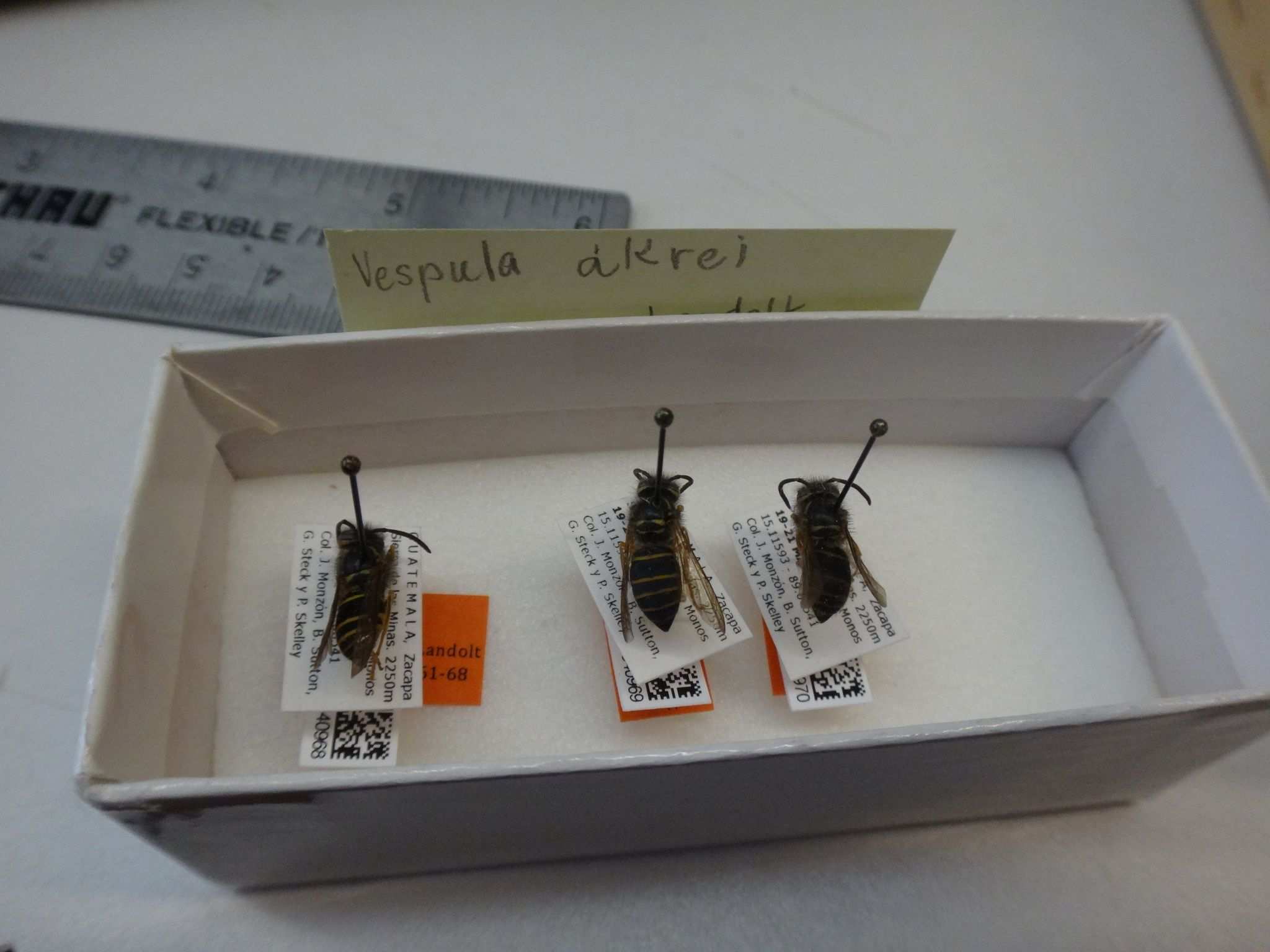 Vespula akrei