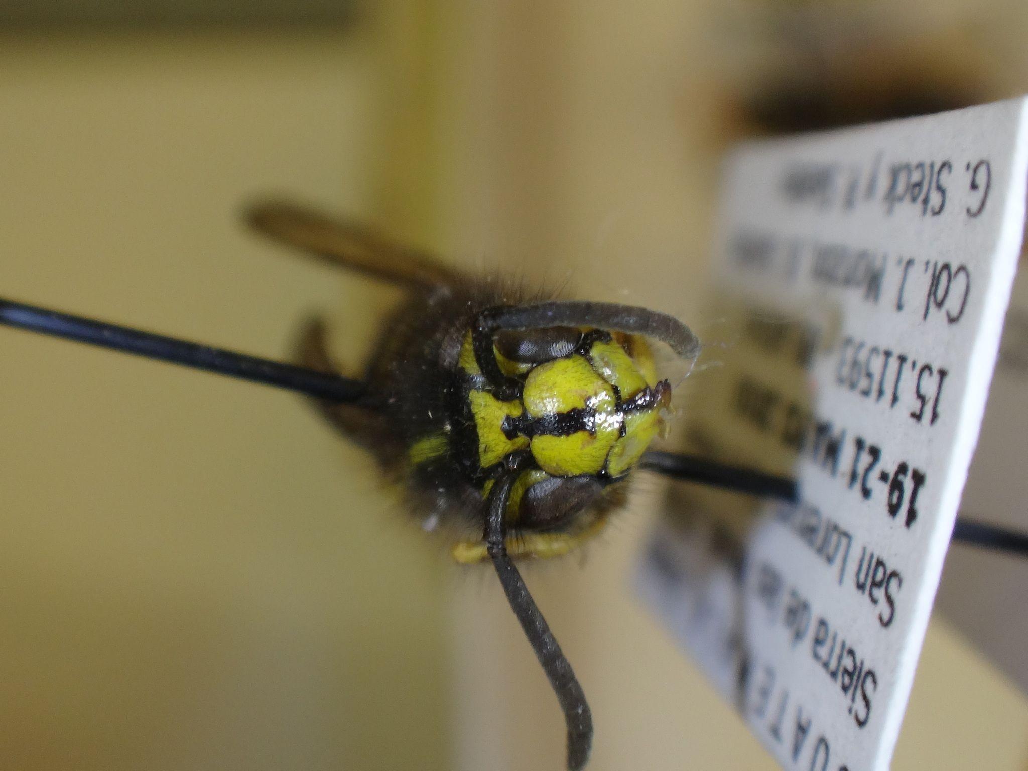 Vespula akrei