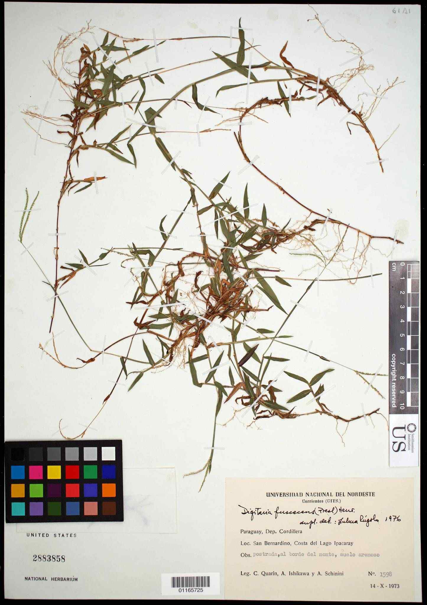 Digitaria fuscescens