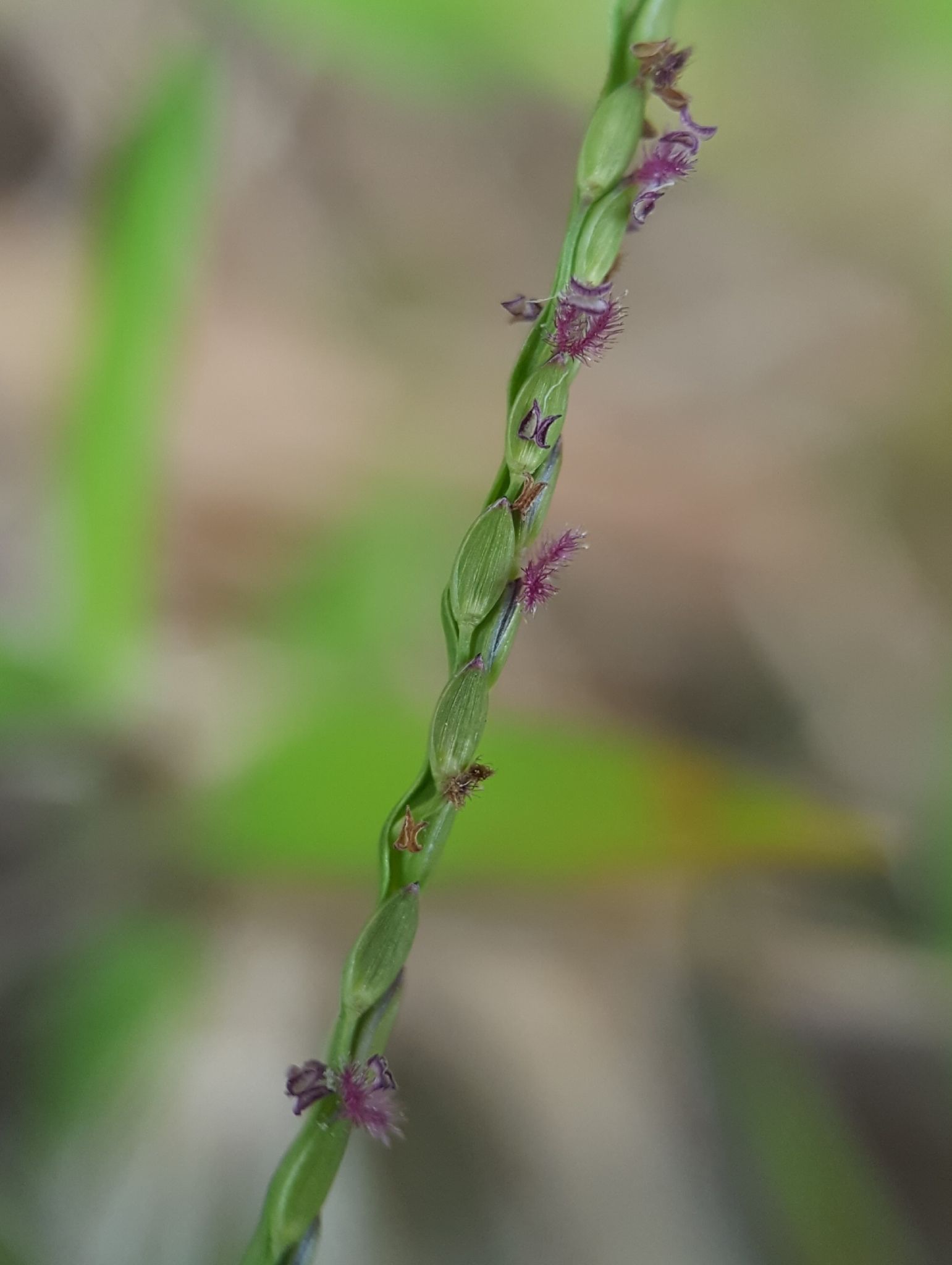 Digitaria fuscescens