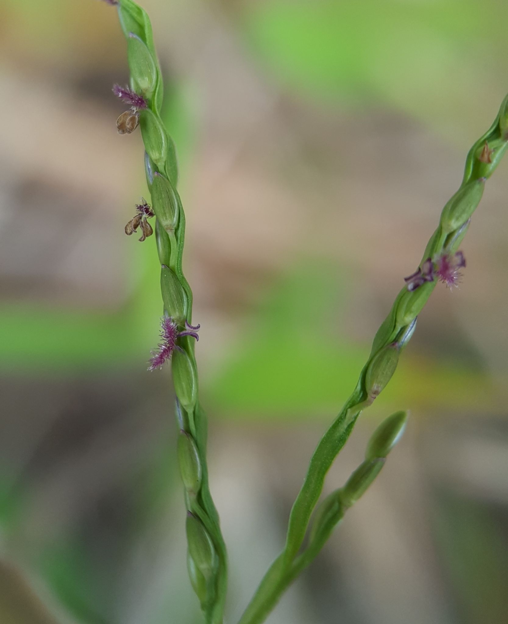 Digitaria fuscescens