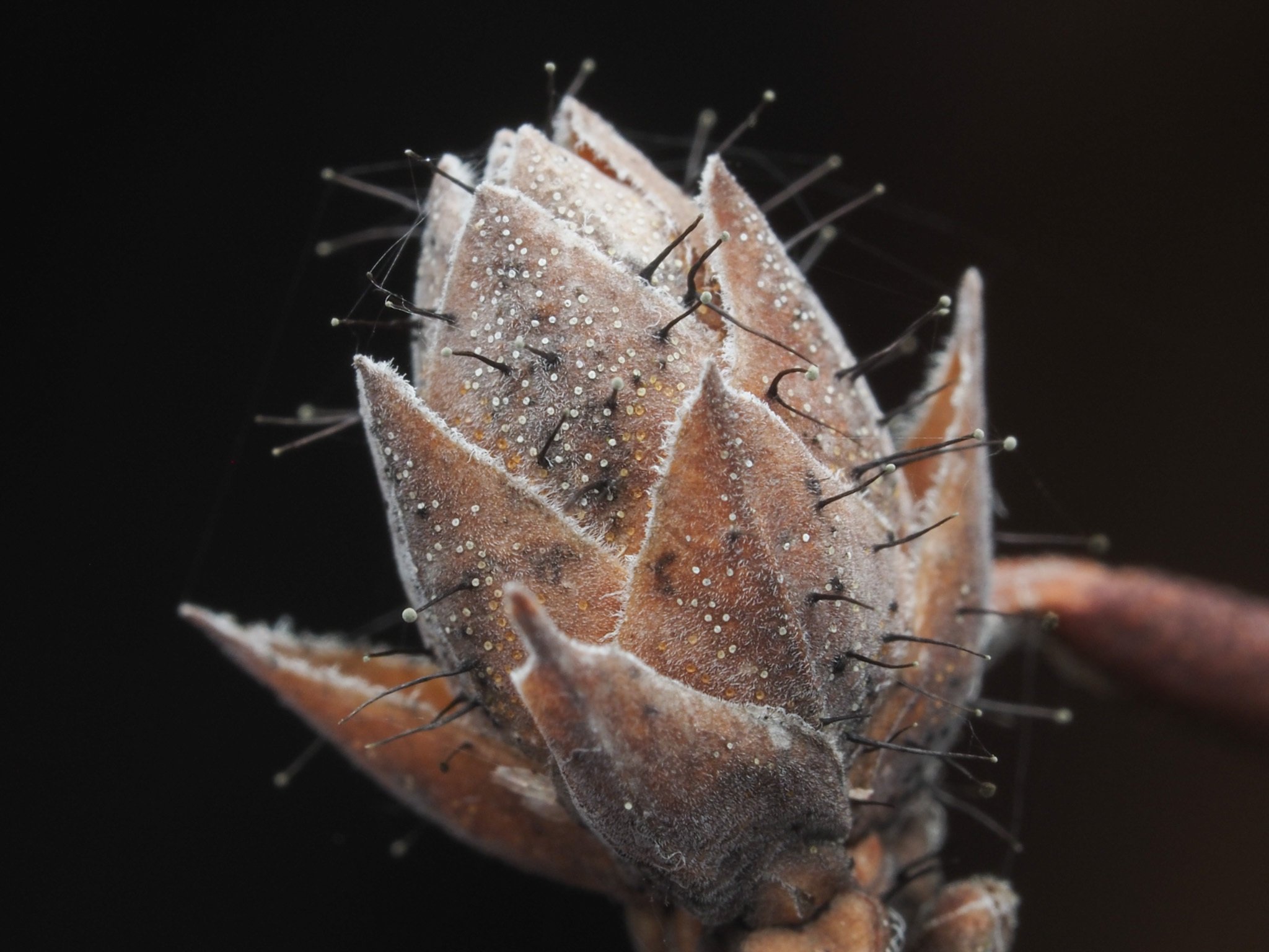 Seifertia azaleae