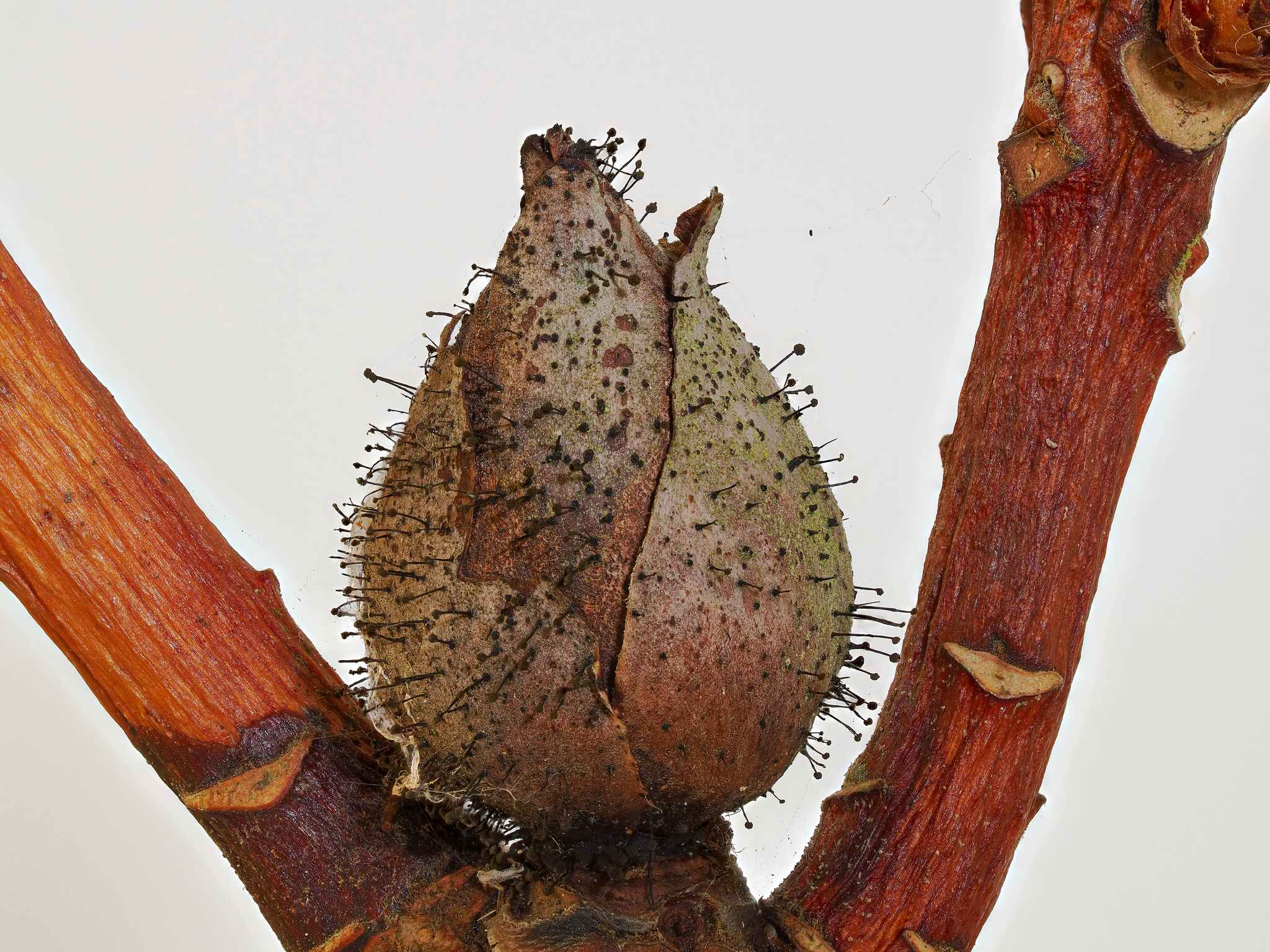 Seifertia azaleae