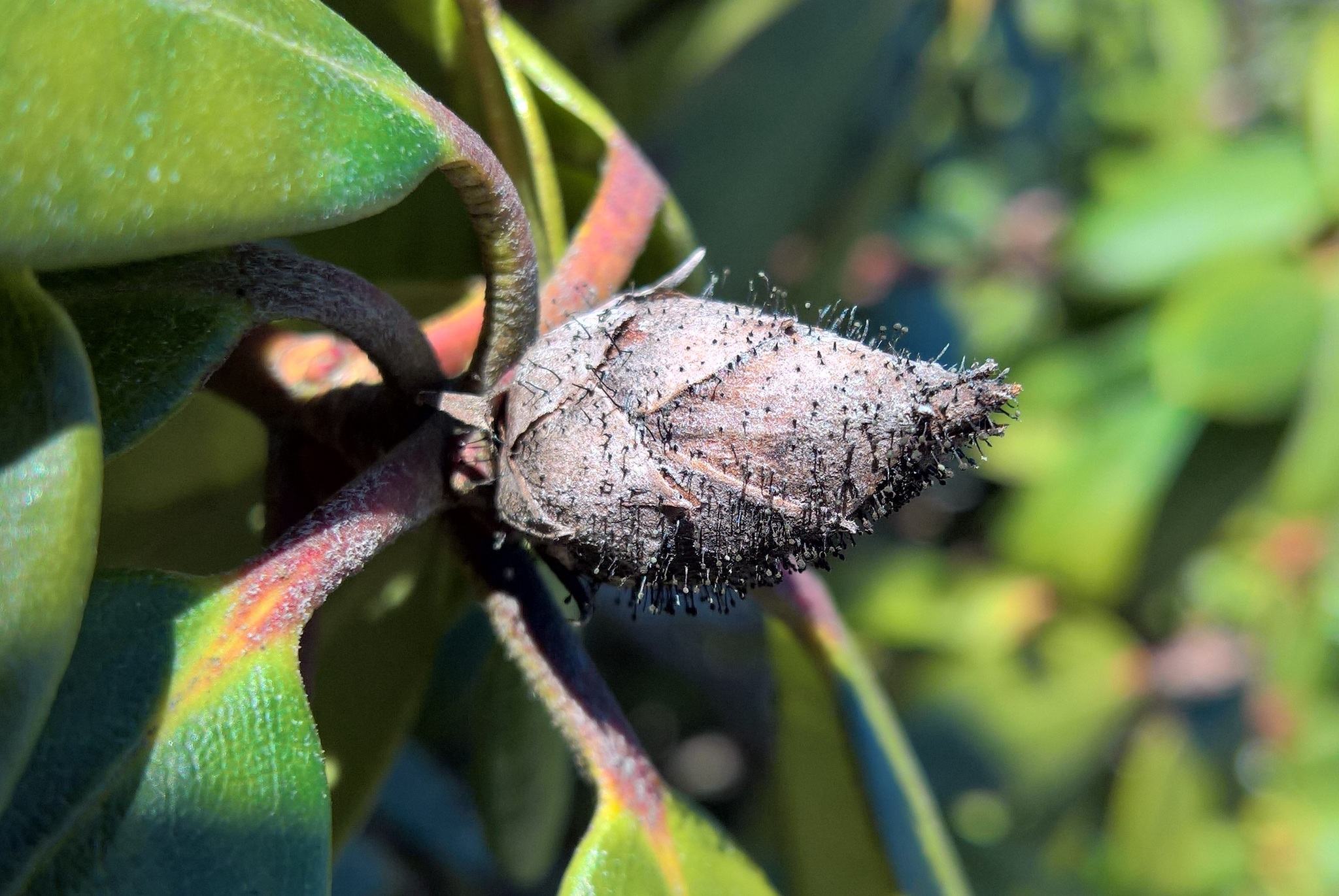 Seifertia azaleae