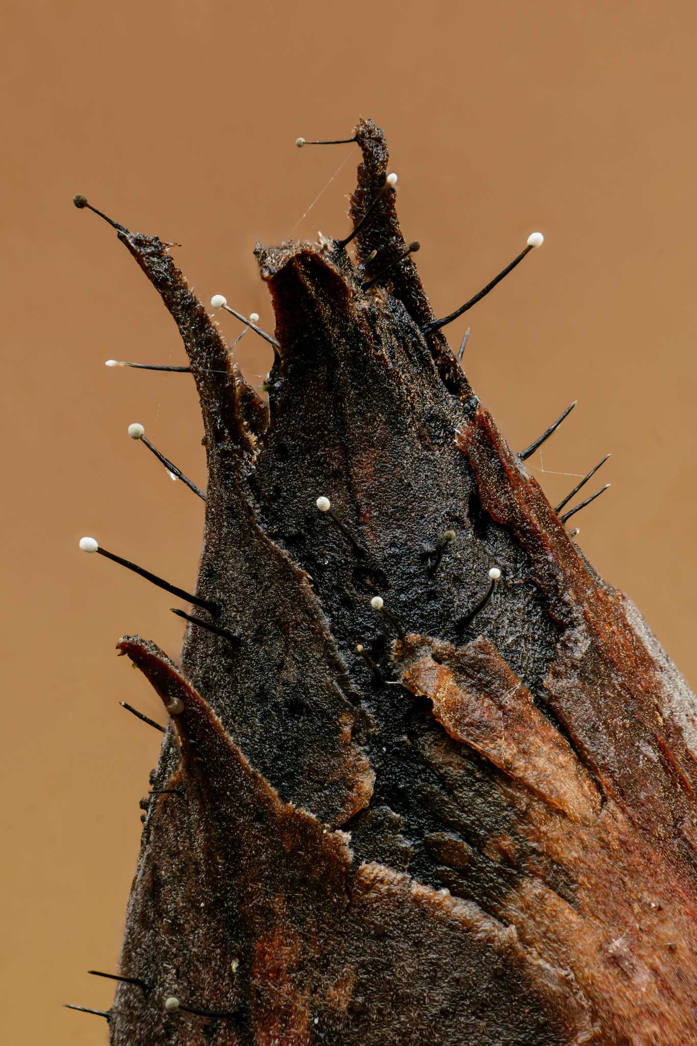 Seifertia azaleae