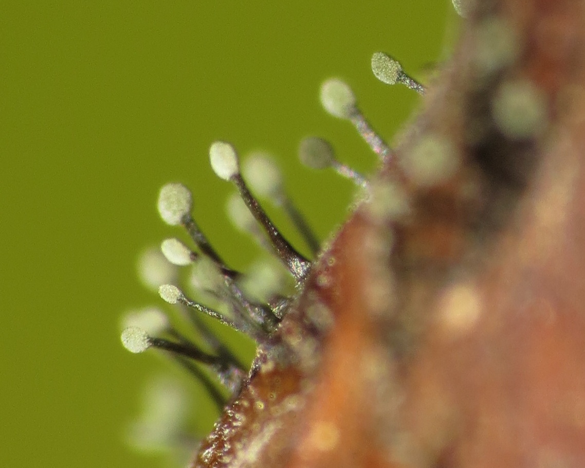 Seifertia azaleae