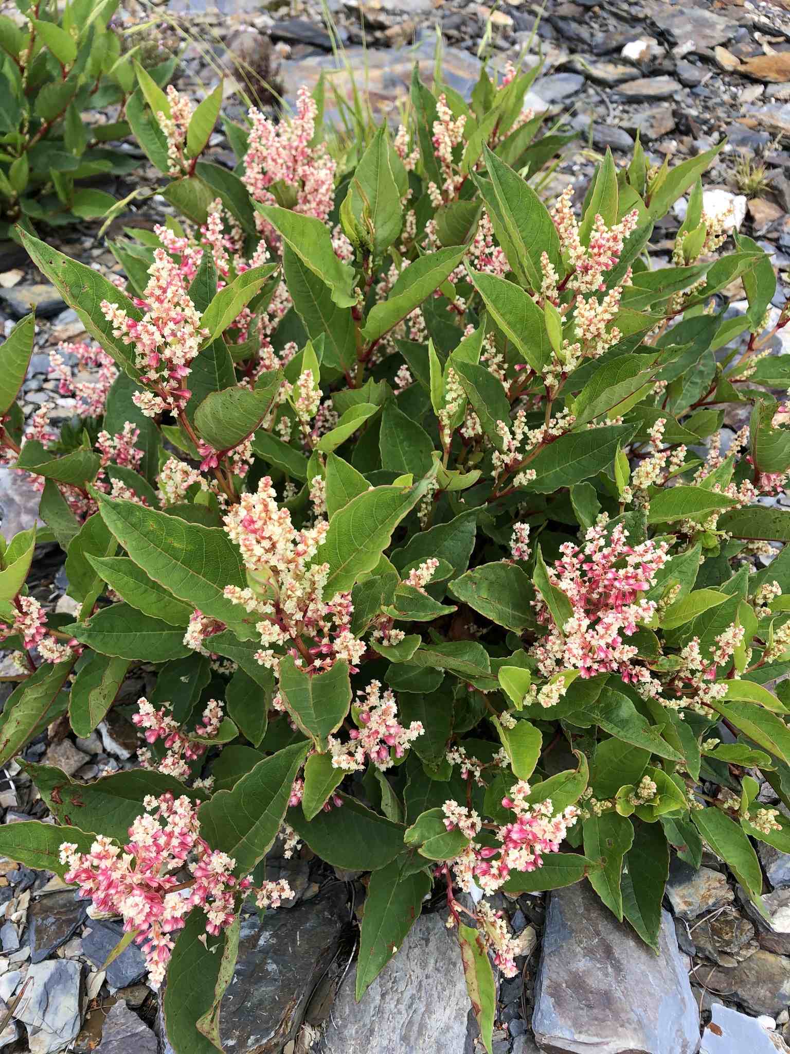 Polygonum cuspidatum