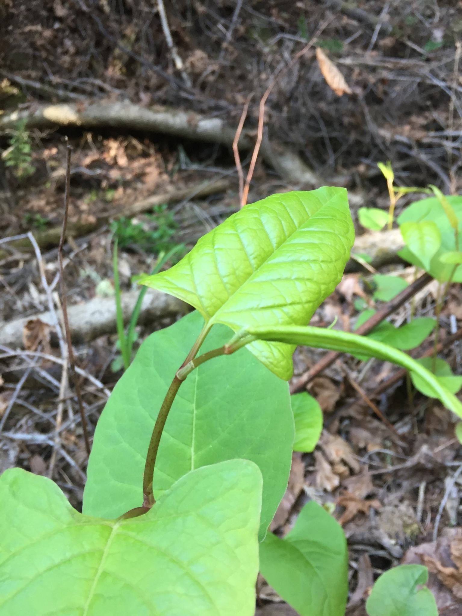 Polygonum cuspidatum
