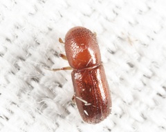 Xyleborus xylographus