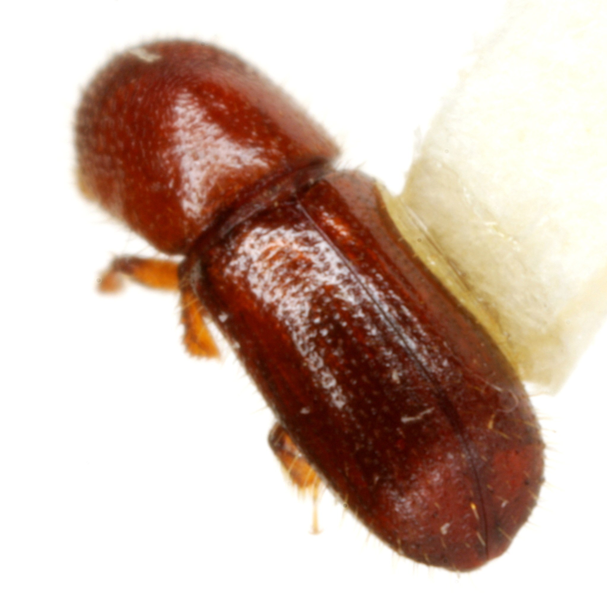 Xyleborus xylographus