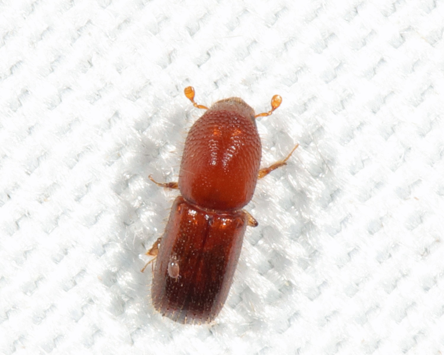 Xyleborus xylographus