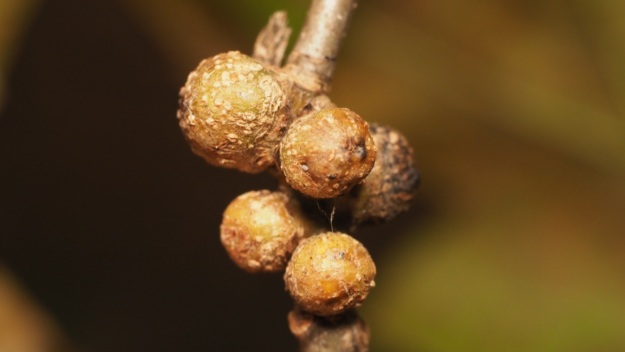 Synergus