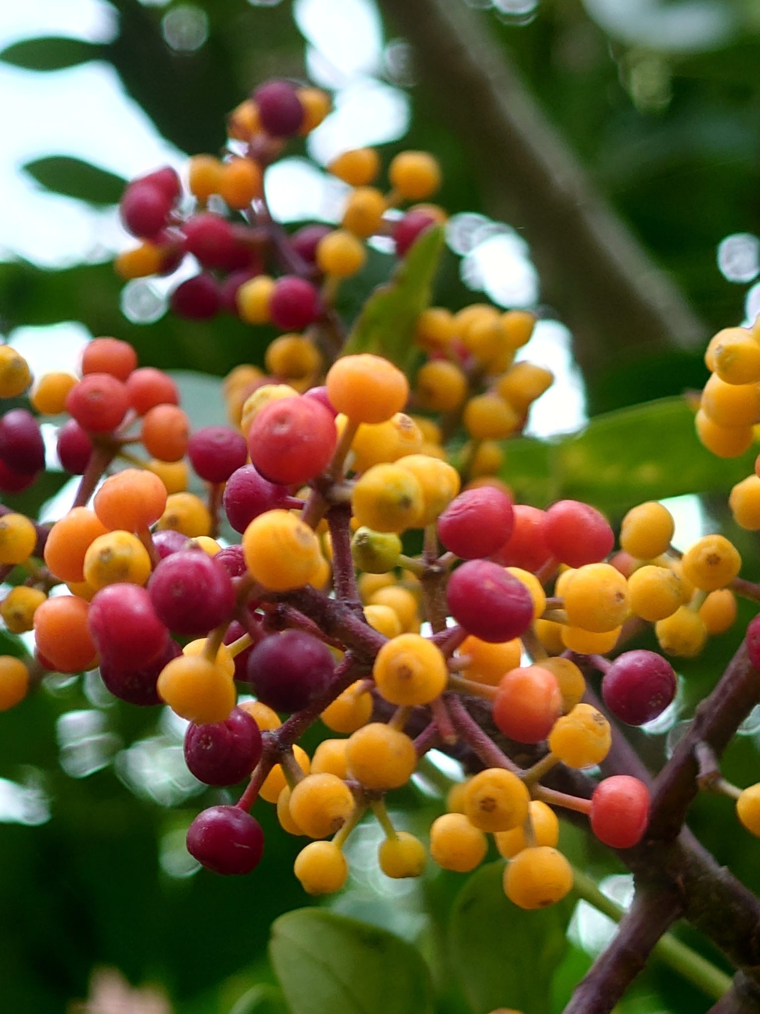 Heptapleurum arboricola