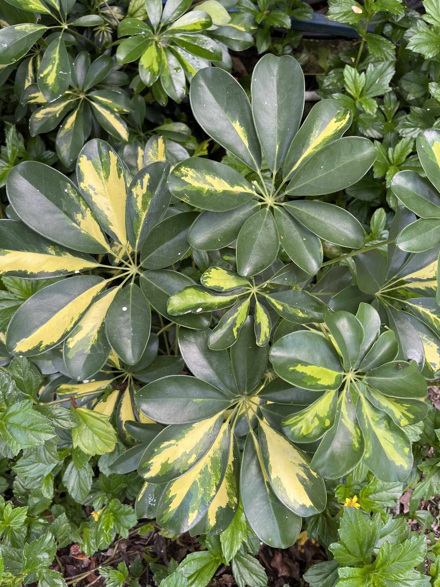 Heptapleurum arboricola