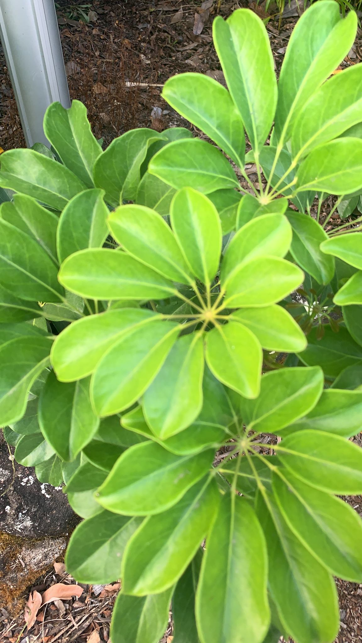 Heptapleurum arboricola