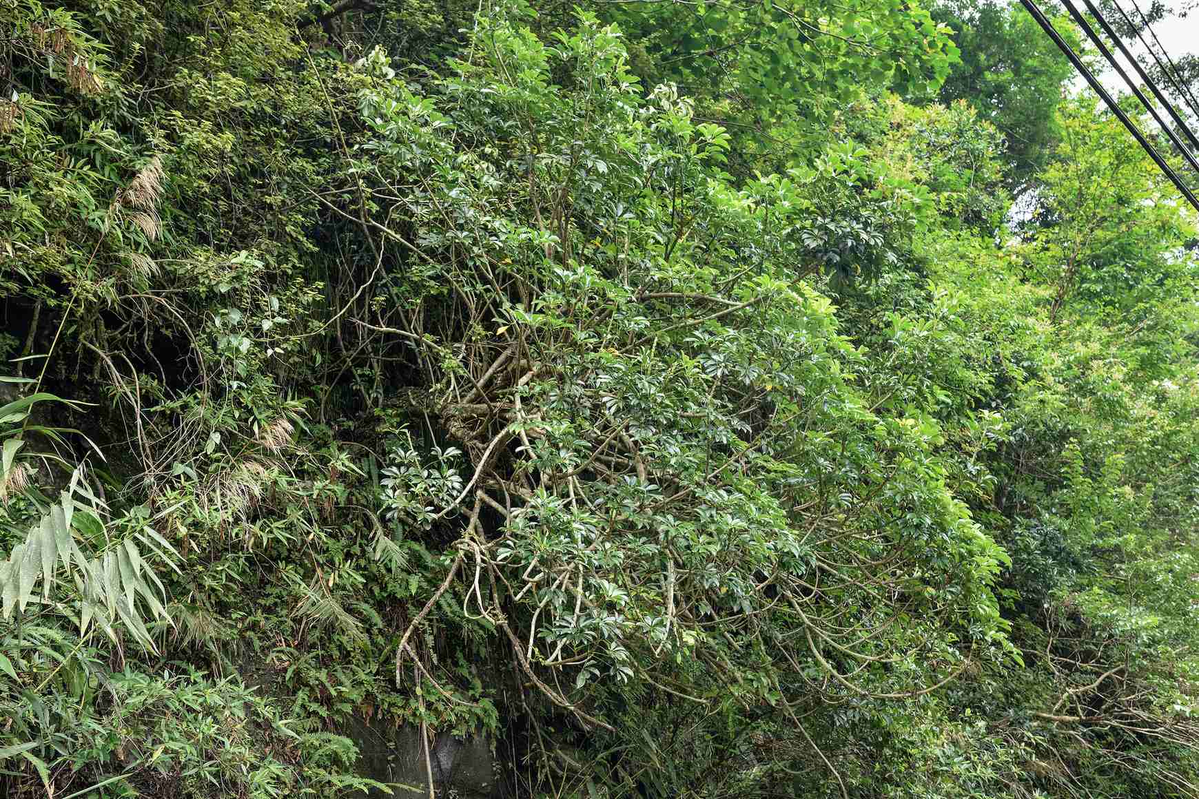 Heptapleurum arboricola