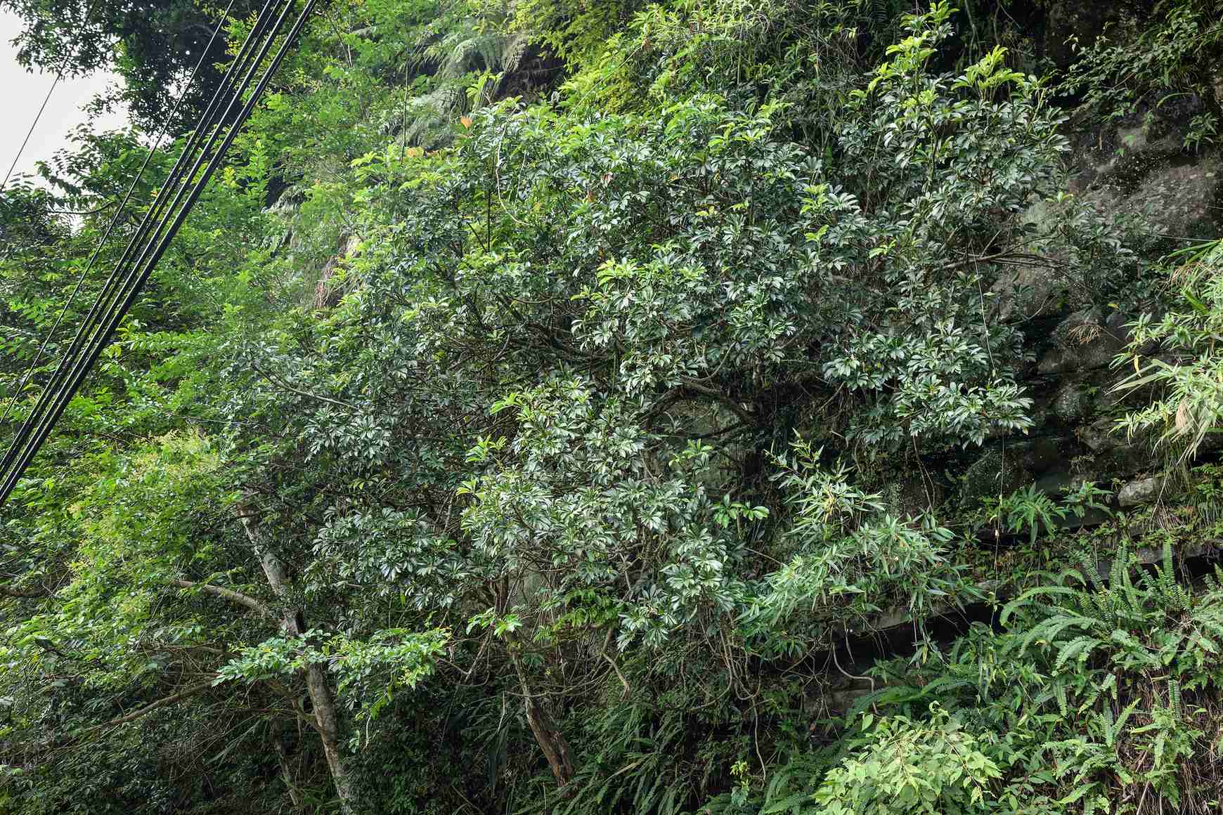 Heptapleurum arboricola