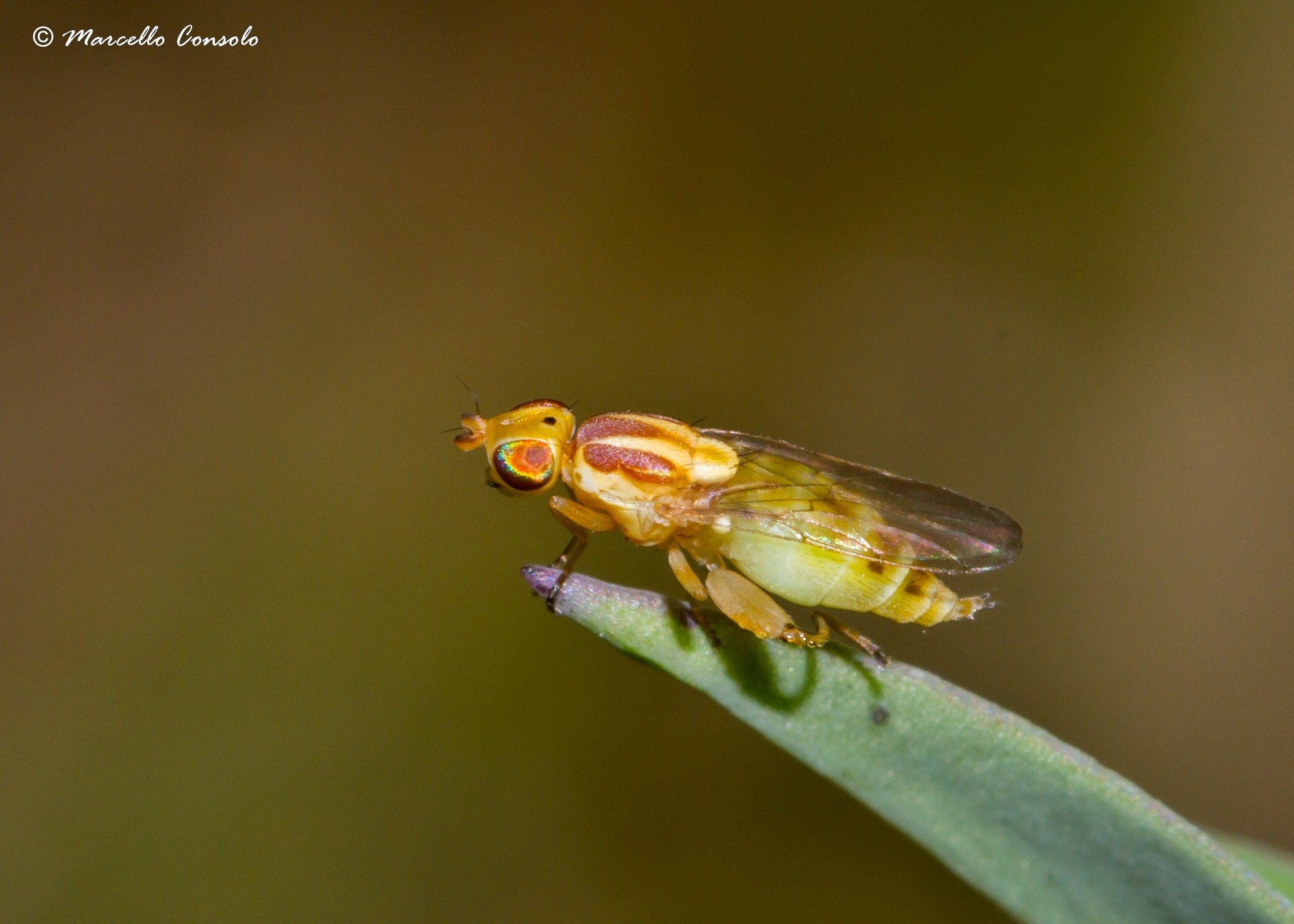 Meromyza