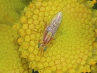 Meromyza