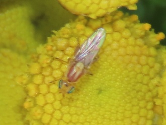 Meromyza