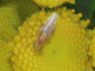 Meromyza
