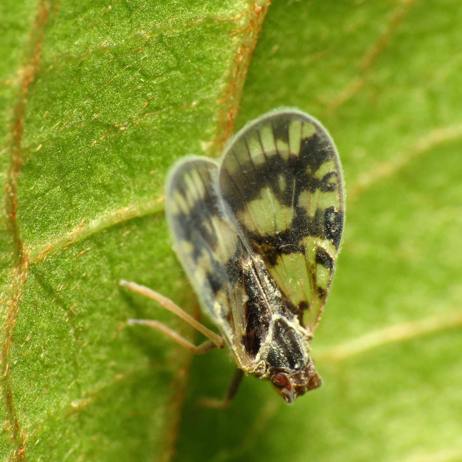 Bothriocera