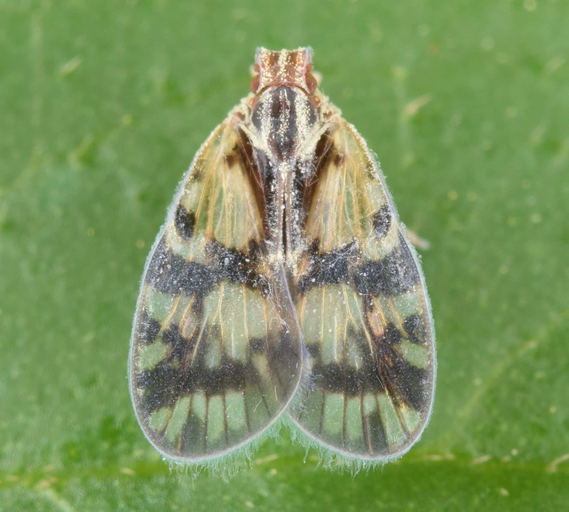Bothriocera