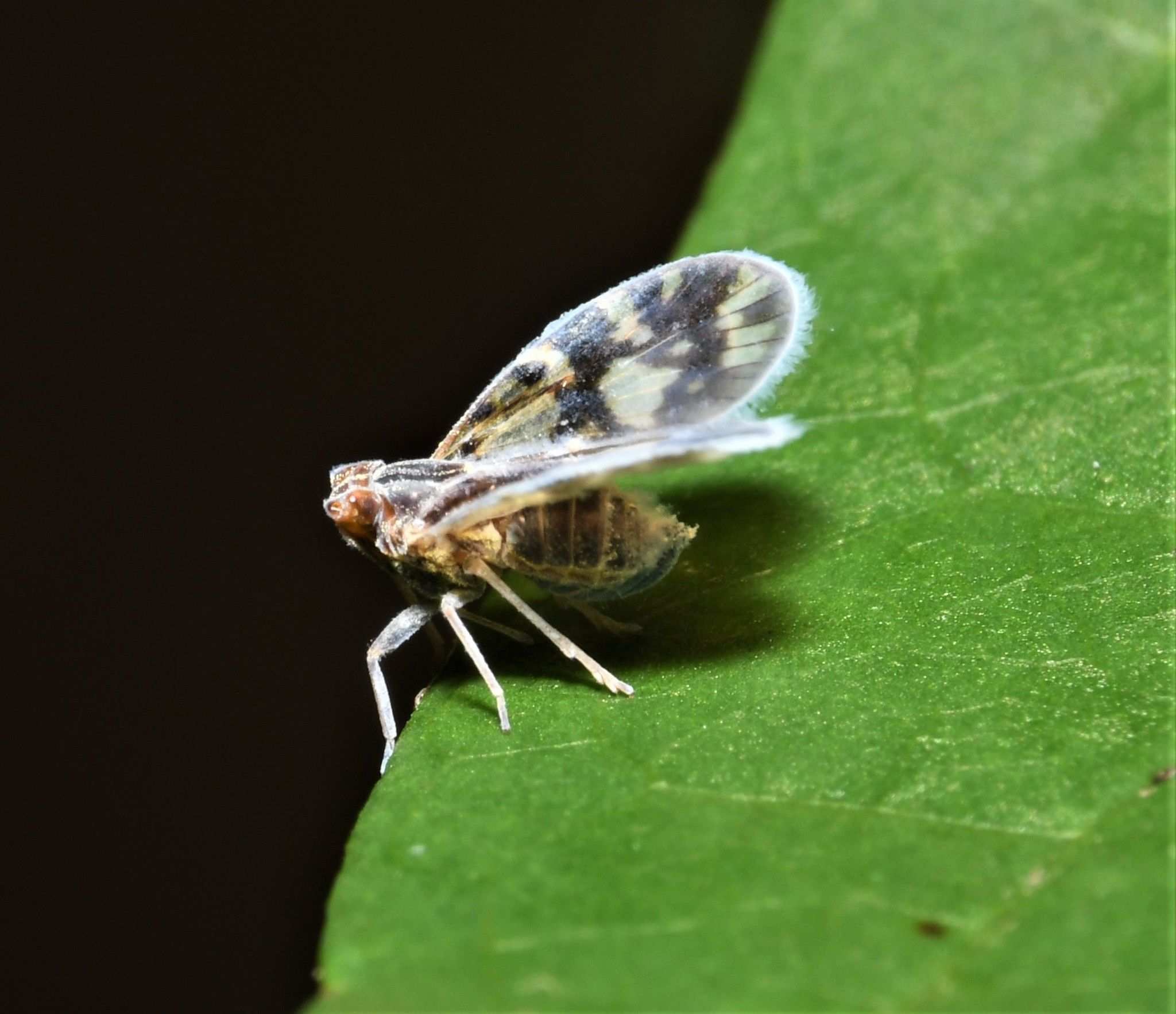 Bothriocera