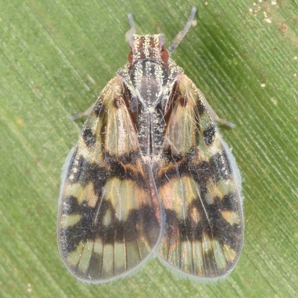 Bothriocera