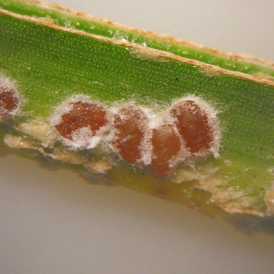 Phoenicococcus marlatti