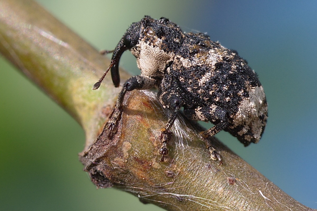 Cryptorhynchus lapathi