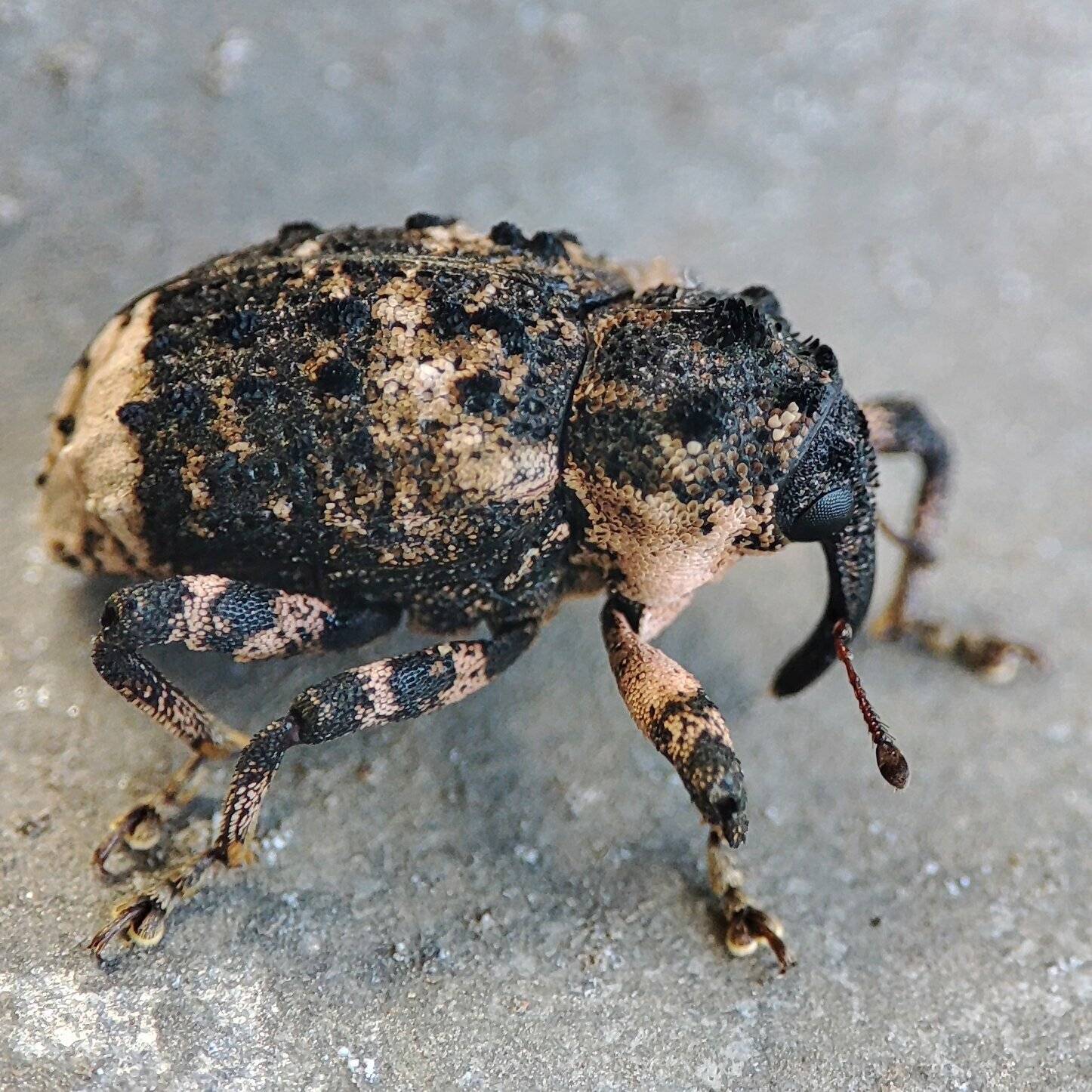 Cryptorhynchus lapathi